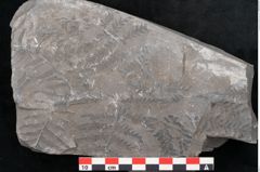 Foto (Detailansicht) von Senftenbergia crenata Lindl. et H. (NHMW-GEO-2024-0188-10947)